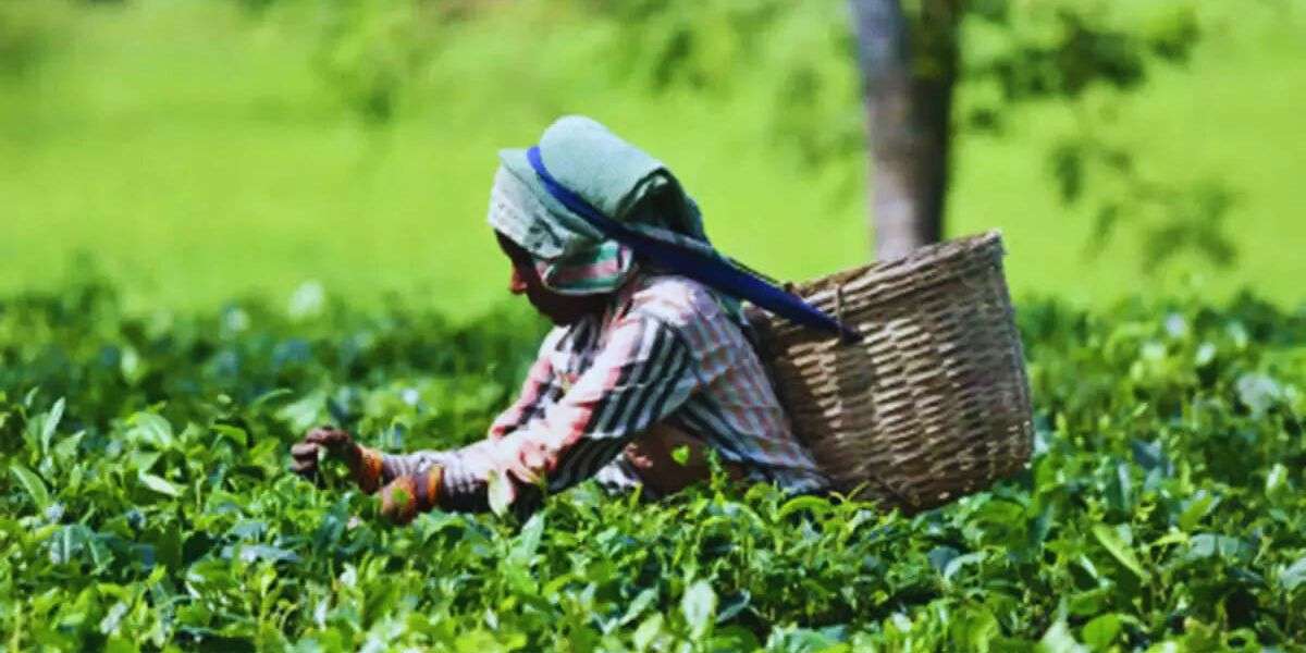 Tea and Coffee Plantations