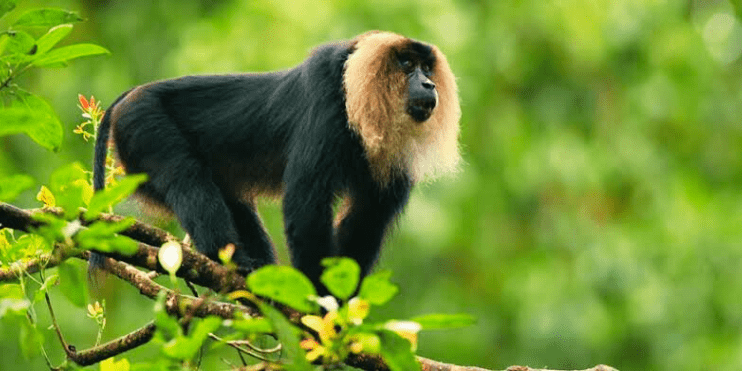 Lion-tailed Macaque Viewing