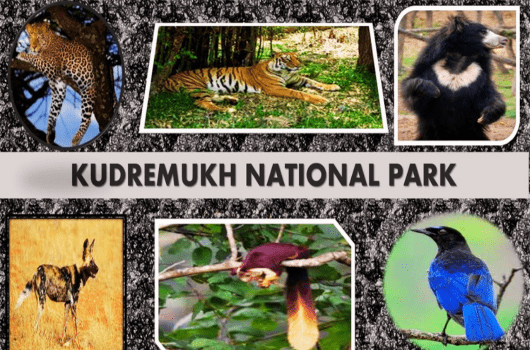 The Wonders of Kudremukh National Park