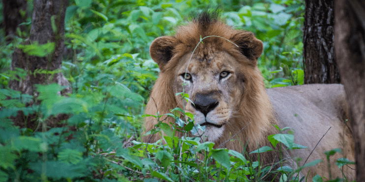 Tyavarekoppa Lion and Tiger Safari