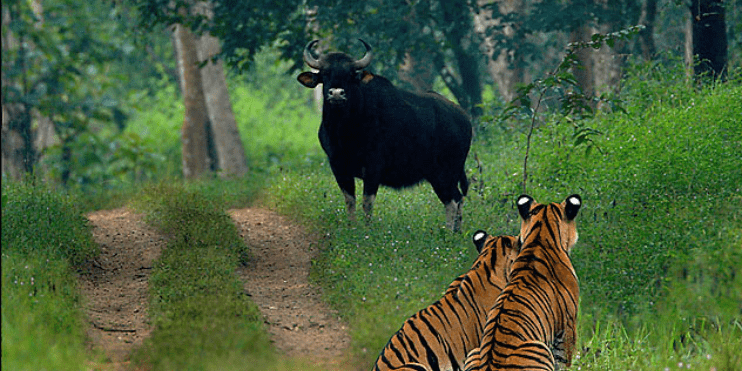Bhadra Wildlife Sanctuary