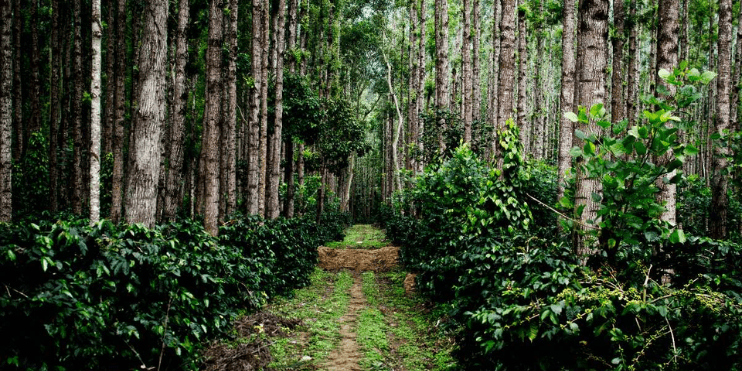 Coffee Plantation Tours