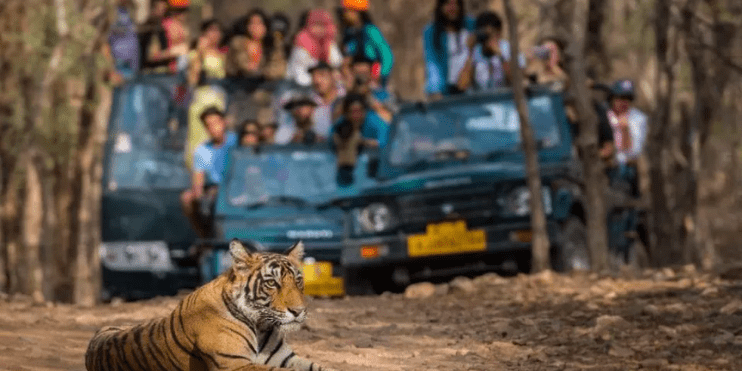 Embark on an Exciting Jeep Safari in Bhadra Wildlife Sanctuary