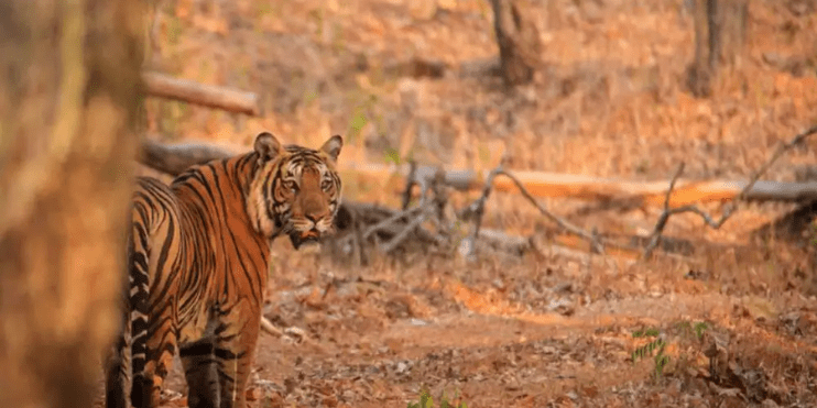 Reasons to Visit Bhadra Wildlife Sanctuary