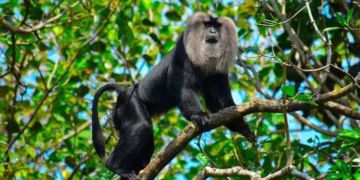A monkey perched on a tree branch, looking curiously at its surroundings.